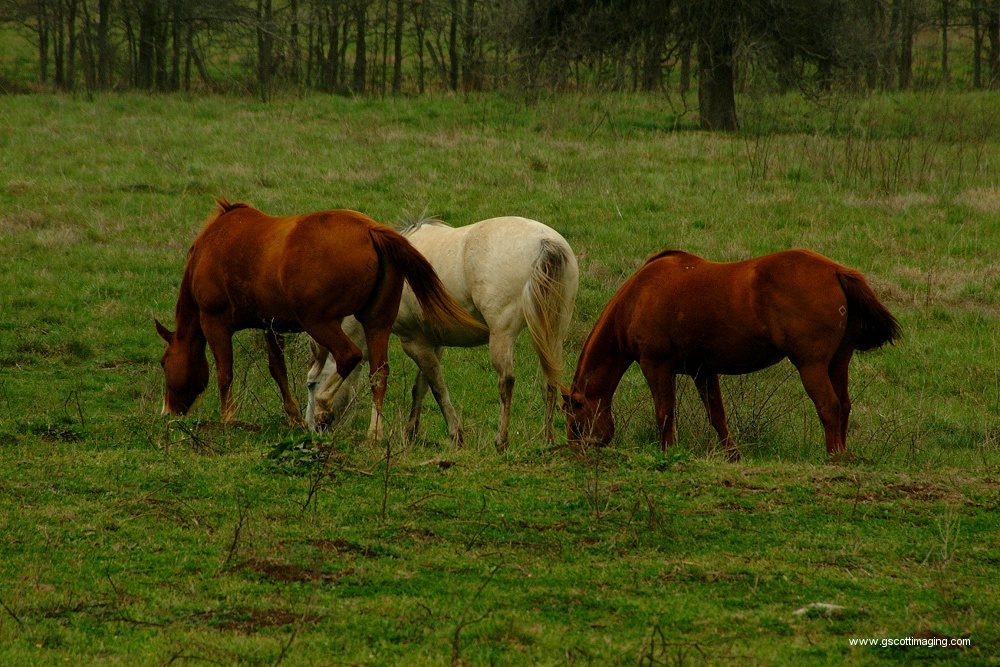 (54) Dscf0014.jpg   (1000x667)   356 Kb                                    Click to display next picture