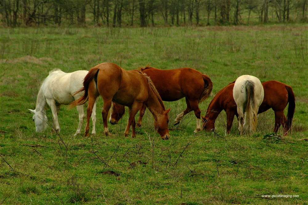 (55) Dscf0017.jpg   (1000x667)   374 Kb                                    Click to display next picture