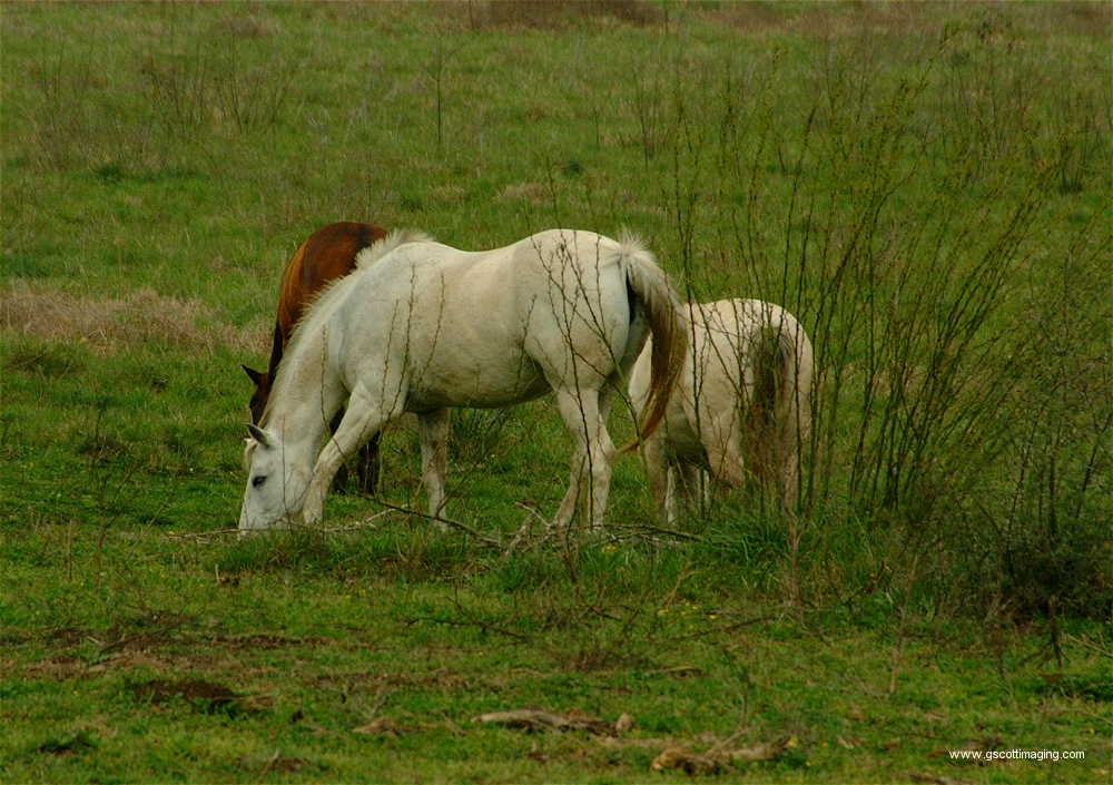 (57) Dscf0025.jpg   (1000x705)   355 Kb                                    Click to display next picture