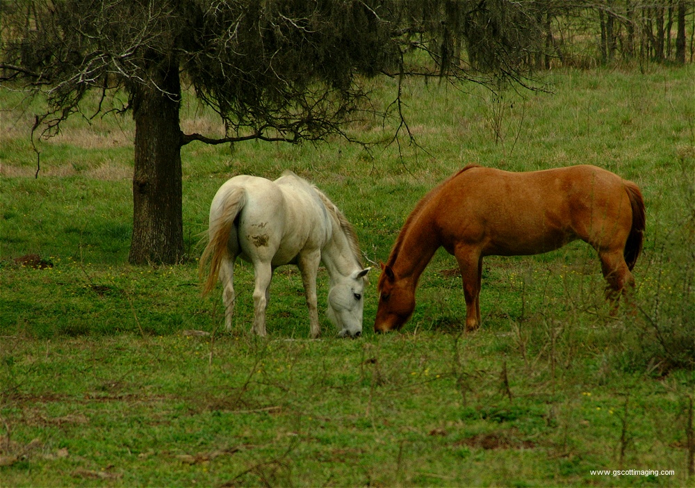 (58) Dscf0046.jpg   (1000x702)   376 Kb                                    Click to display next picture