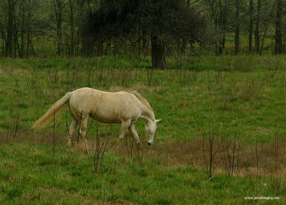 (65) Dscf0087.jpg   (1000x716)   382 Kb                                    Click to display next picture