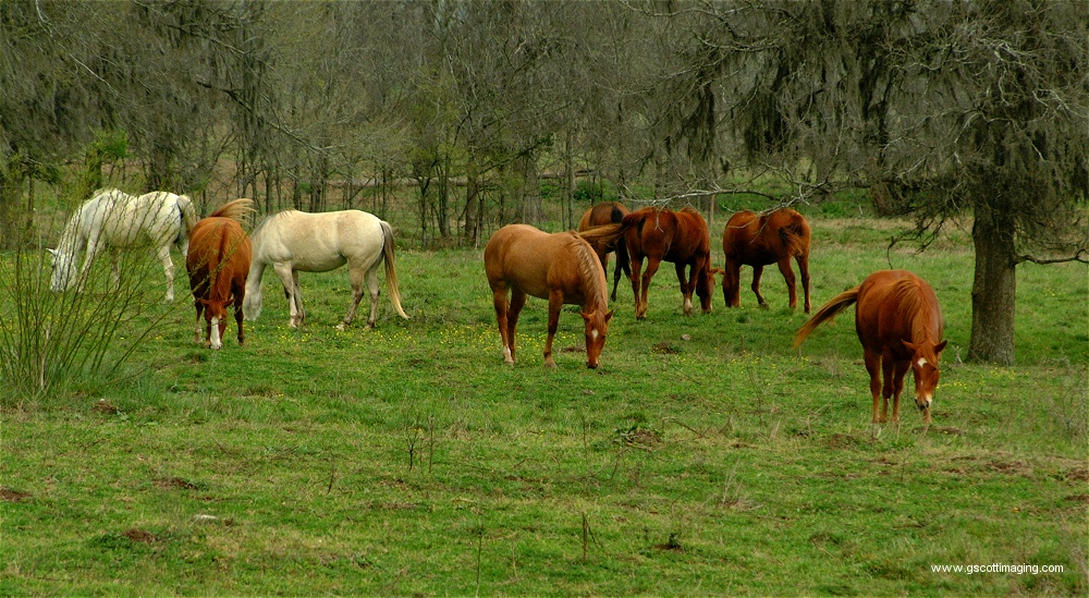 (68) Dscf0090.jpg   (1000x549)   338 Kb                                    Click to display next picture