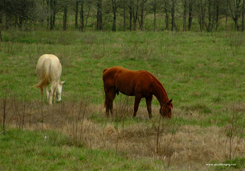 (70) Dscf0092.jpg   (1000x700)   346 Kb                                    Click to display next picture