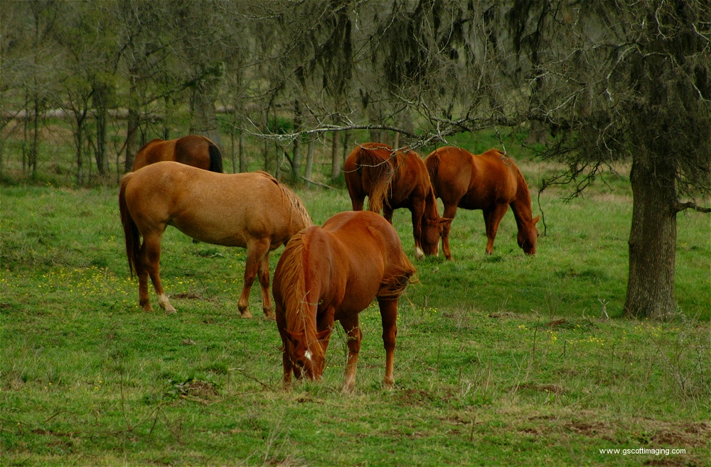 (71) Dscf0094.jpg   (1000x658)   361 Kb                                    Click to display next picture