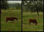 (06) horse montage.jpg    (1000x740)    382 KB                              click to see enlarged picture