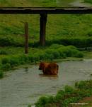 (30) Dscf0084.jpg    (628x720)    232 KB                              click to see enlarged picture