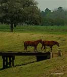 (37) Dscf0078.jpg    (637x720)    232 KB                              click to see enlarged picture