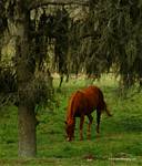 (61) Dscf0051.jpg    (619x720)    270 KB                              click to see enlarged picture