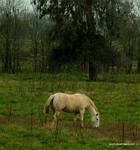 (63) Dscf0085.jpg    (676x720)    269 KB                              click to see enlarged picture