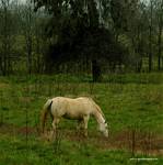 (64) Dscf0086.jpg    (716x720)    284 KB                              click to see enlarged picture