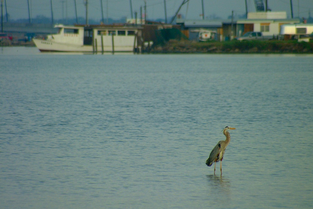 (01) Dscf0265 (causeway great blue heron).jpg   (1000x667)   237 Kb                                    Click to display next picture