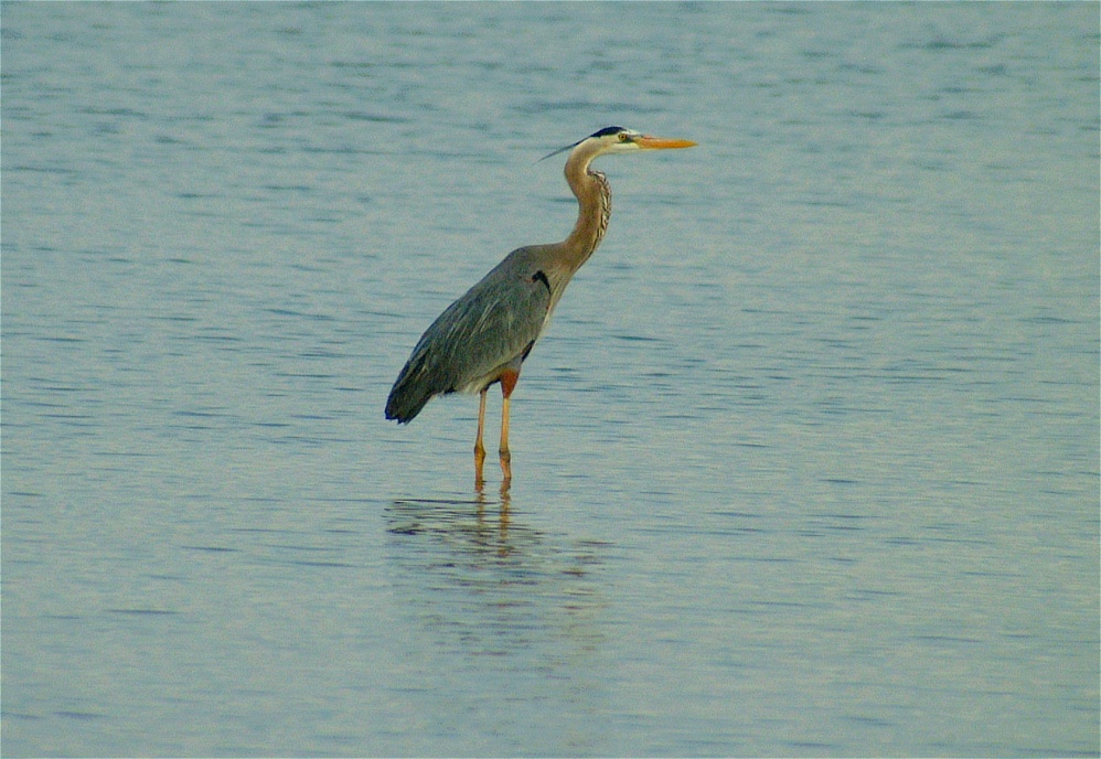 (02) Dscf0267 (causeway great blue heron).jpg   (998x688)   244 Kb                                    Click to display next picture