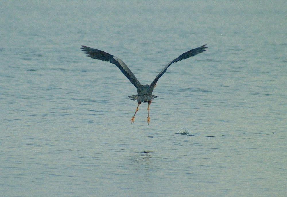 (03) Dscf0268 (causeway great blue heron).jpg   (1000x686)   239 Kb                                    Click to display next picture