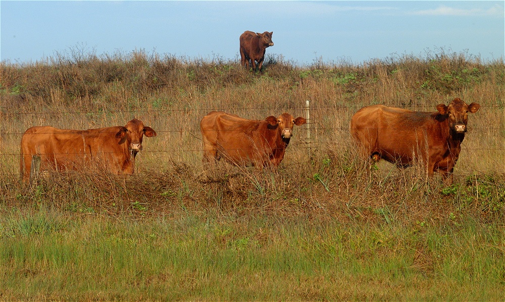 (07) Dscf0273 (mustang island morning).jpg   (1000x599)   376 Kb                                    Click to display next picture