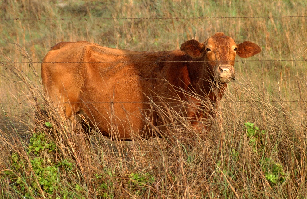 (08) Dscf0275 (mustang island morning).jpg   (1000x650)   407 Kb                                    Click to display next picture