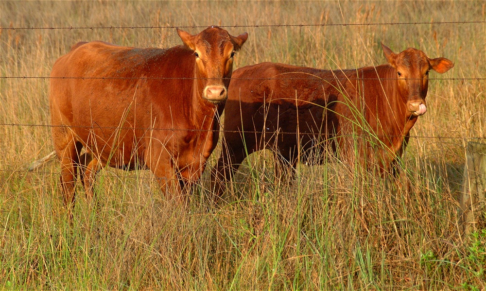 (09) Dscf0277 (mustang island morning).jpg   (1000x599)   403 Kb                                    Click to display next picture