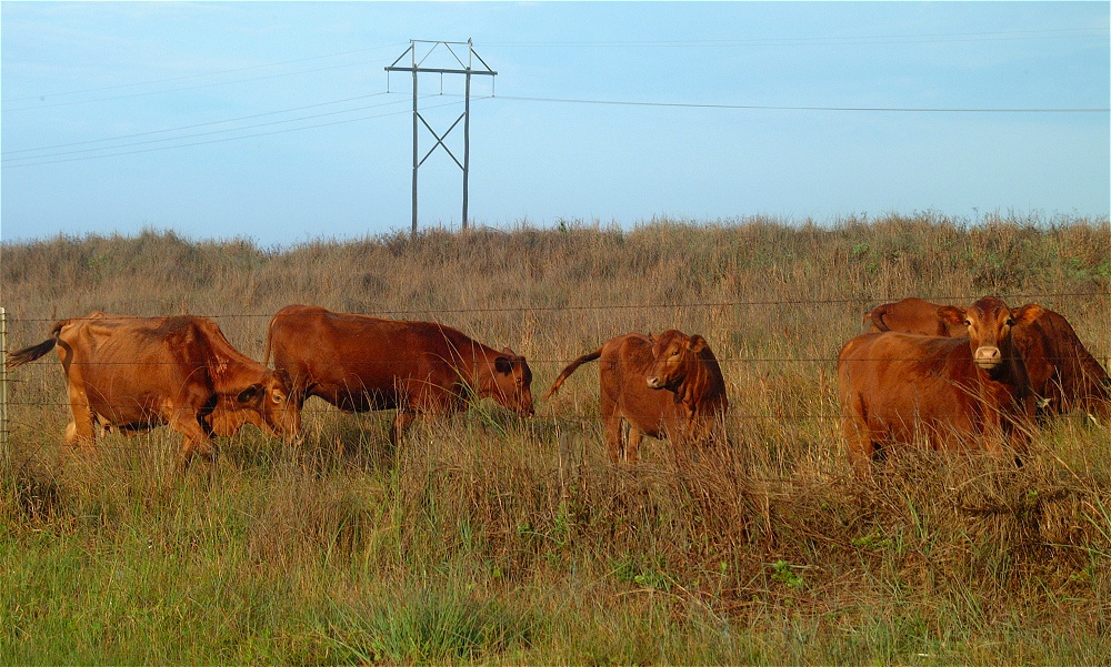 (10) Dscf0281 (mustang island morning).jpg   (1000x601)   330 Kb                                    Click to display next picture
