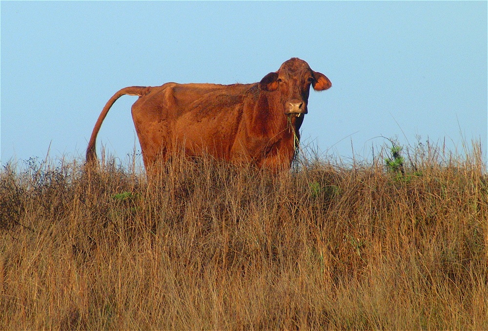 (11) Dscf0278 (mustang island morning).jpg   (1000x678)   361 Kb                                    Click to display next picture