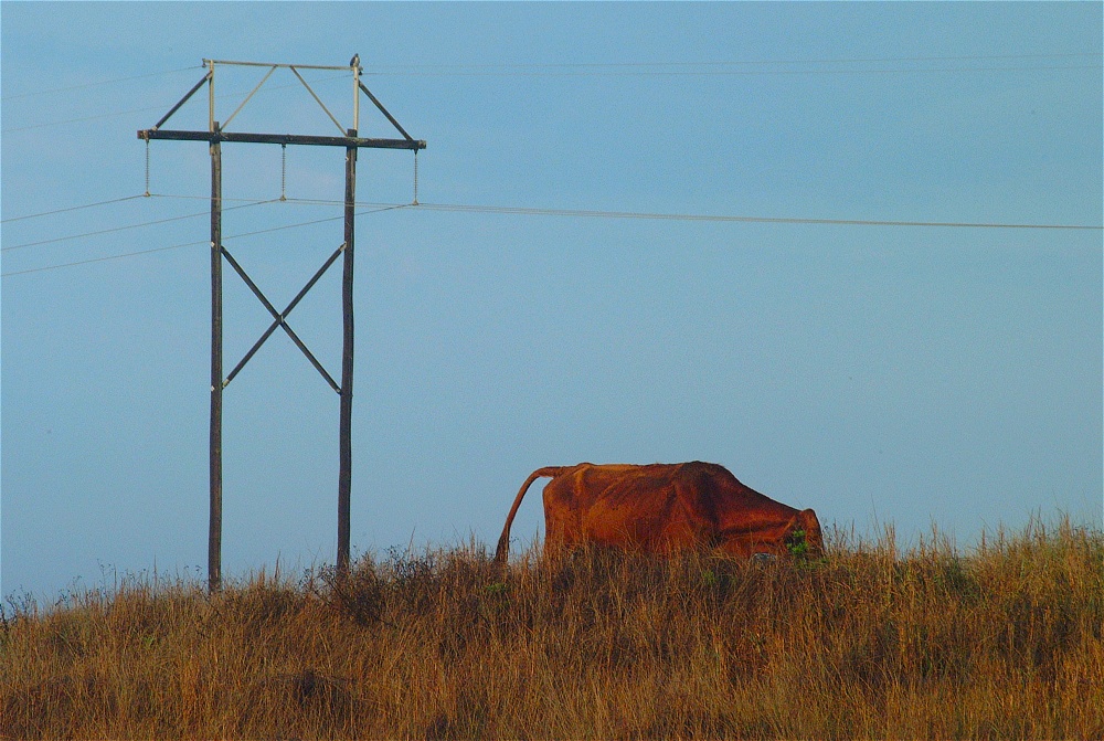 (12) Dscf0279 (mustang island morning).jpg   (1000x671)   282 Kb                                    Click to display next picture