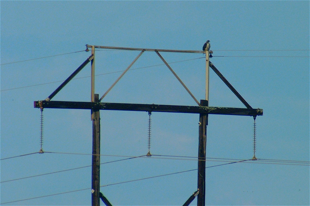 (13) Dscf0280 (mustang island osprey).jpg   (1000x665)   217 Kb                                    Click to display next picture