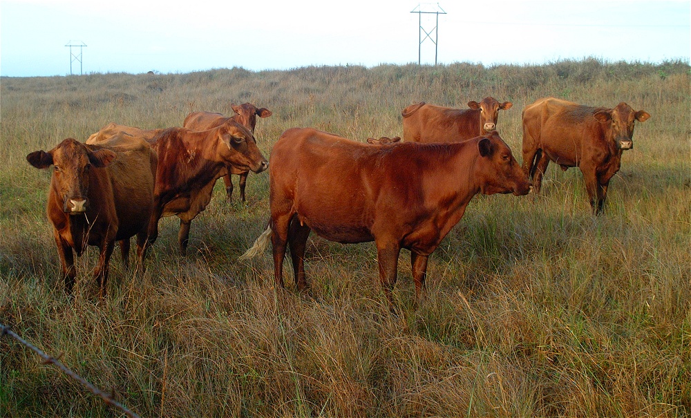 (14) Dscf0286 (mustang island morning).jpg   (1000x605)   353 Kb                                    Click to display next picture