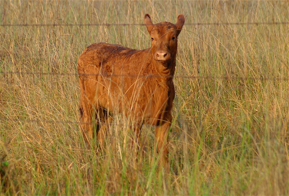 (15) Dscf0282 (mustang island morning).jpg   (997x678)   380 Kb                                    Click to display next picture