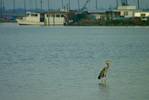(01) Dscf0265 (causeway great blue heron).jpg    (1000x667)    237 KB                              click to see enlarged picture