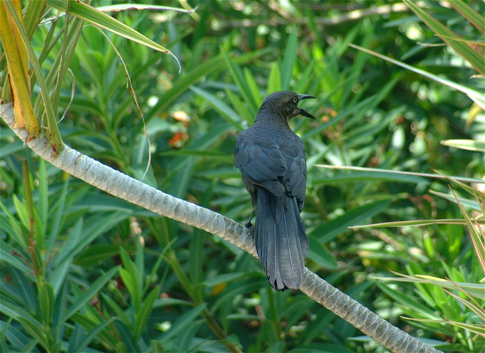 (01) Dscf5756.jpg   (1000x728)   213 Kb                                    Click to display next picture