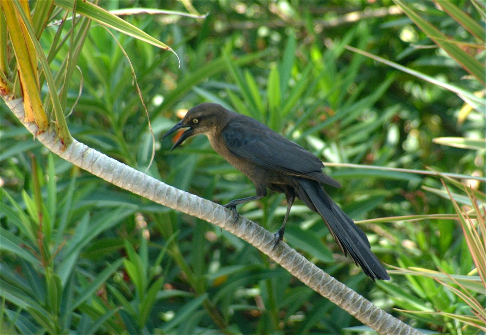 (02) Dscf5758.jpg   (1000x690)   198 Kb                                    Click to display next picture