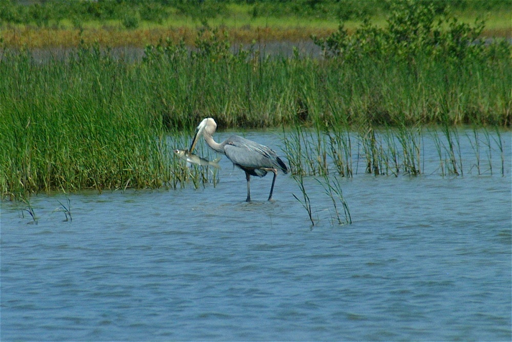 (08) Dscf3338 (great blue heron).jpg   (1000x668)   277 Kb                                    Click to display next picture