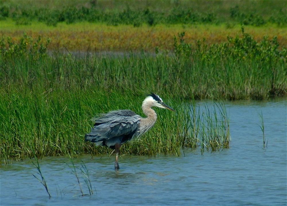 (09) Dscf3339 (great blue heron).jpg   (1000x717)   326 Kb                                    Click to display next picture