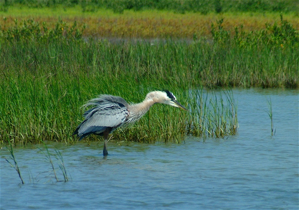 (10) Dscf3340 (great blue heron).jpg   (1000x704)   319 Kb                                    Click to display next picture
