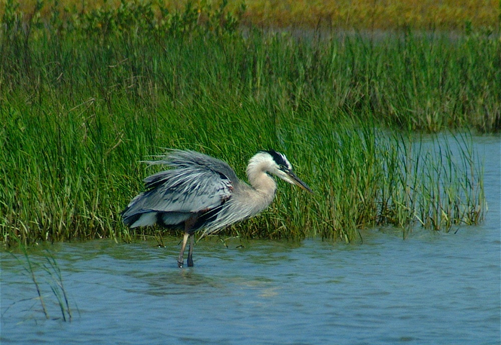 (11) Dscf3341  (great blue heron).jpg   (1000x688)   314 Kb                                    Click to display next picture