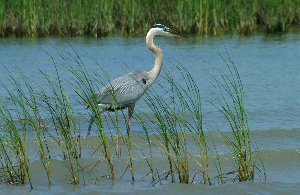(17) Dscf3352 (great blue heron).jpg   (1000x652)   304 Kb                                    Click to display next picture