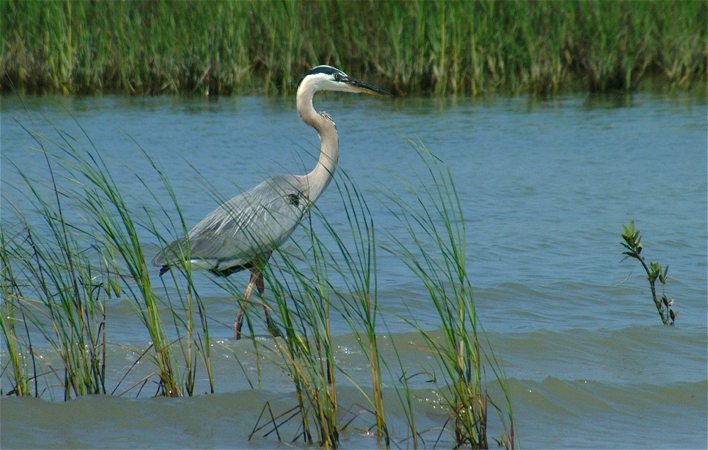 (18) Dscf3353 (great blue heron).jpg   (1000x636)   287 Kb                                    Click to display next picture