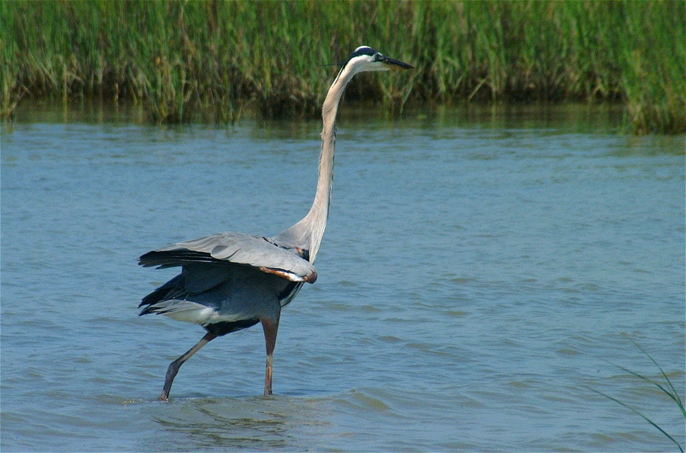 (22) Dscf3357 (great blue heron).jpg   (1000x660)   275 Kb                                    Click to display next picture