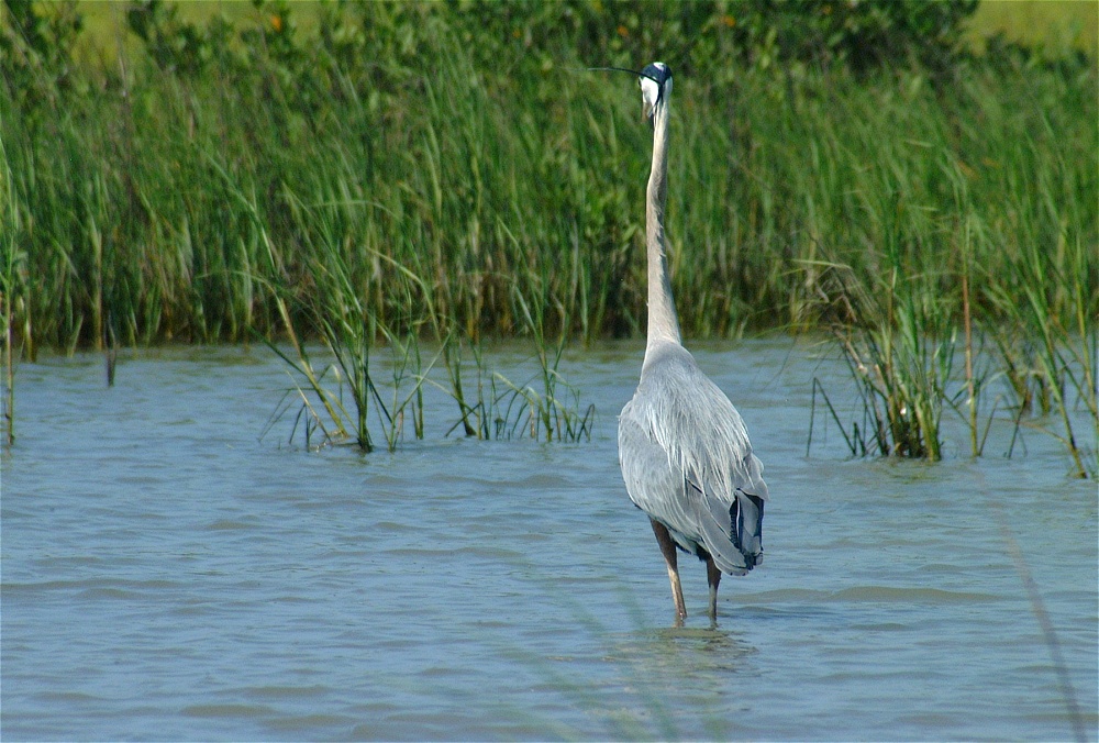 (24) Dscf3360 (great blue heron).jpg   (1000x676)   295 Kb                                    Click to display next picture