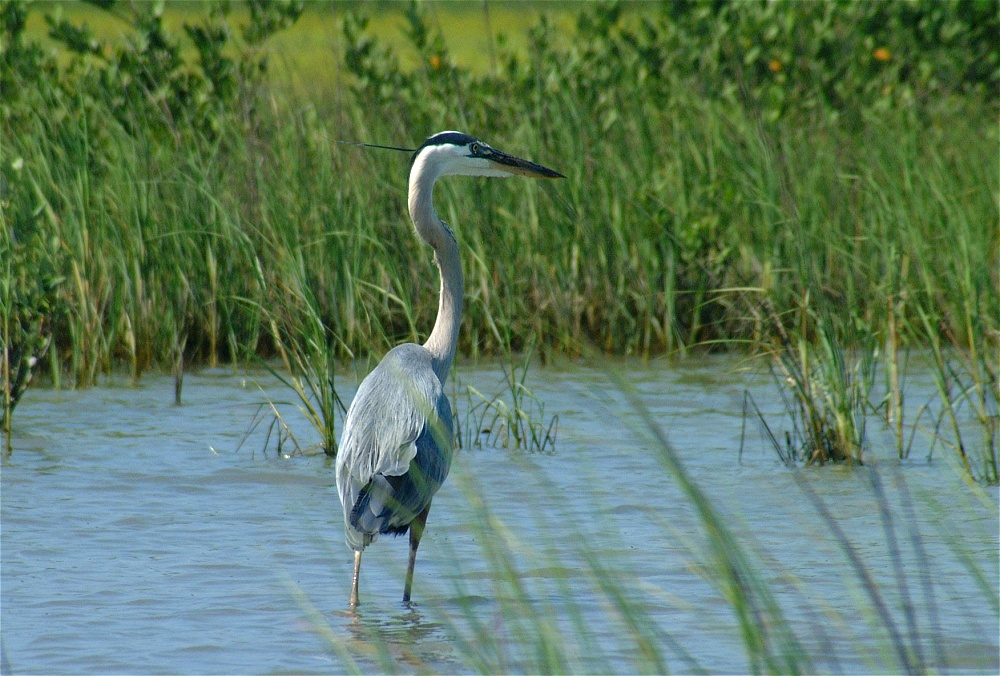 (25) Dscf3361 (great blue heron).jpg   (1000x676)   297 Kb                                    Click to display next picture