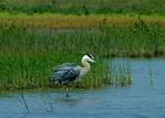 (09) Dscf3339 (great blue heron).jpg    (1000x717)    326 KB                              click to see enlarged picture