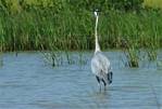 (24) Dscf3360 (great blue heron).jpg    (1000x676)    295 KB                              click to see enlarged picture