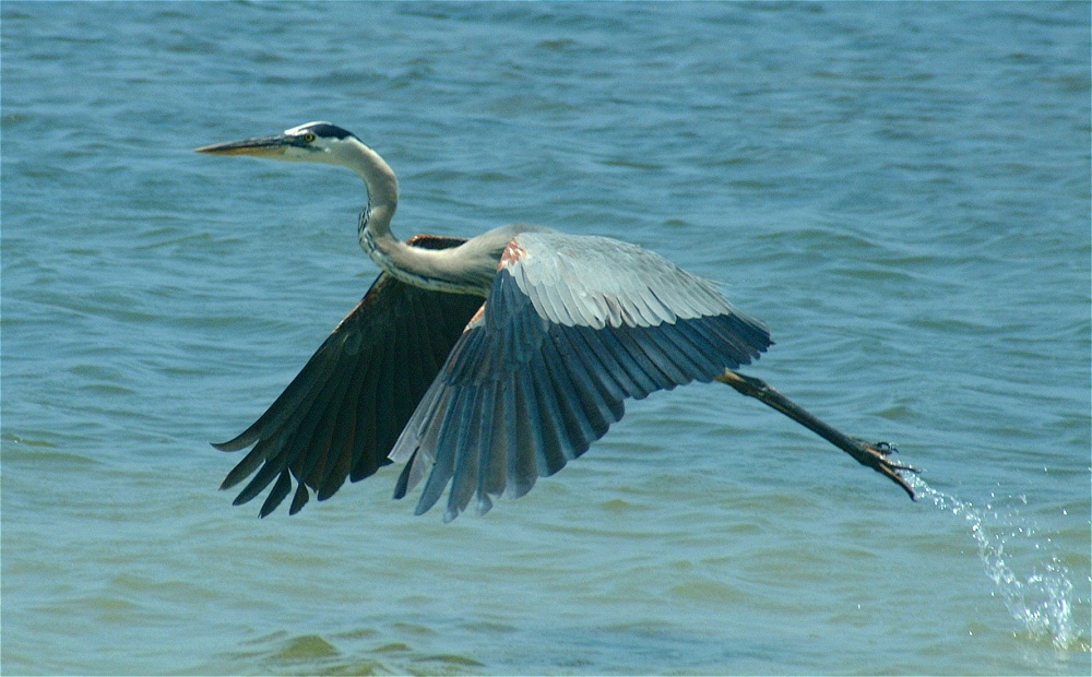 (06) Dscf5264 (great blue heron).jpg   (1000x620)   234 Kb                                    Click to display next picture