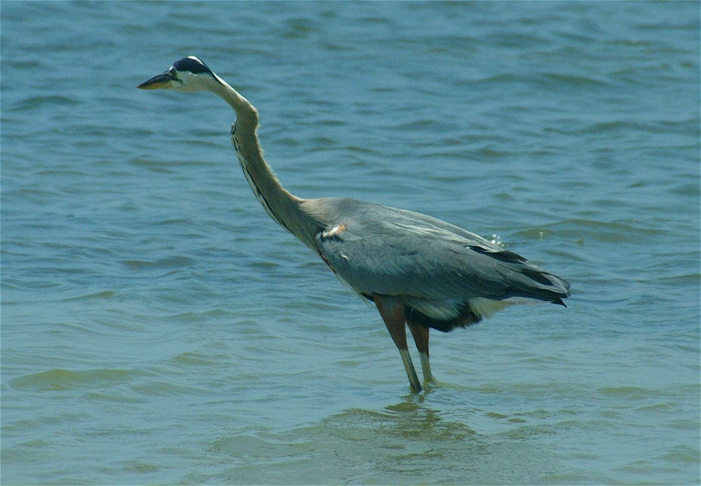 (14) Dscf5272 (great blue heron).jpg   (1000x693)   256 Kb                                    Click to display next picture
