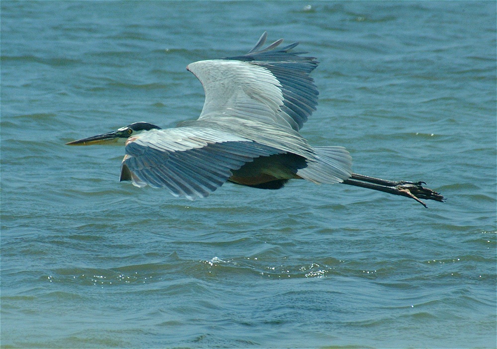 (18) Dscf5276 (great blue heron).jpg   (1000x704)   288 Kb                                    Click to display next picture