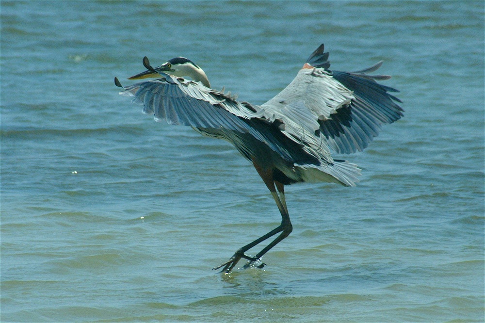 (19) Dscf5277 (great blue heron).jpg   (1000x666)   266 Kb                                    Click to display next picture