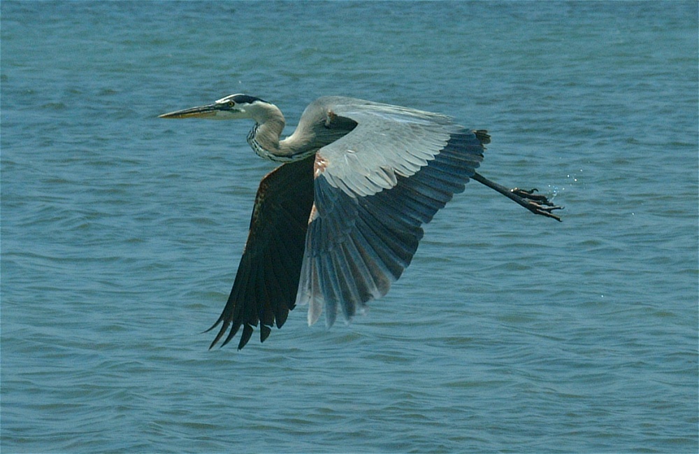 (22) Dscf5285 (great blue heron).jpg   (1000x649)   228 Kb                                    Click to display next picture