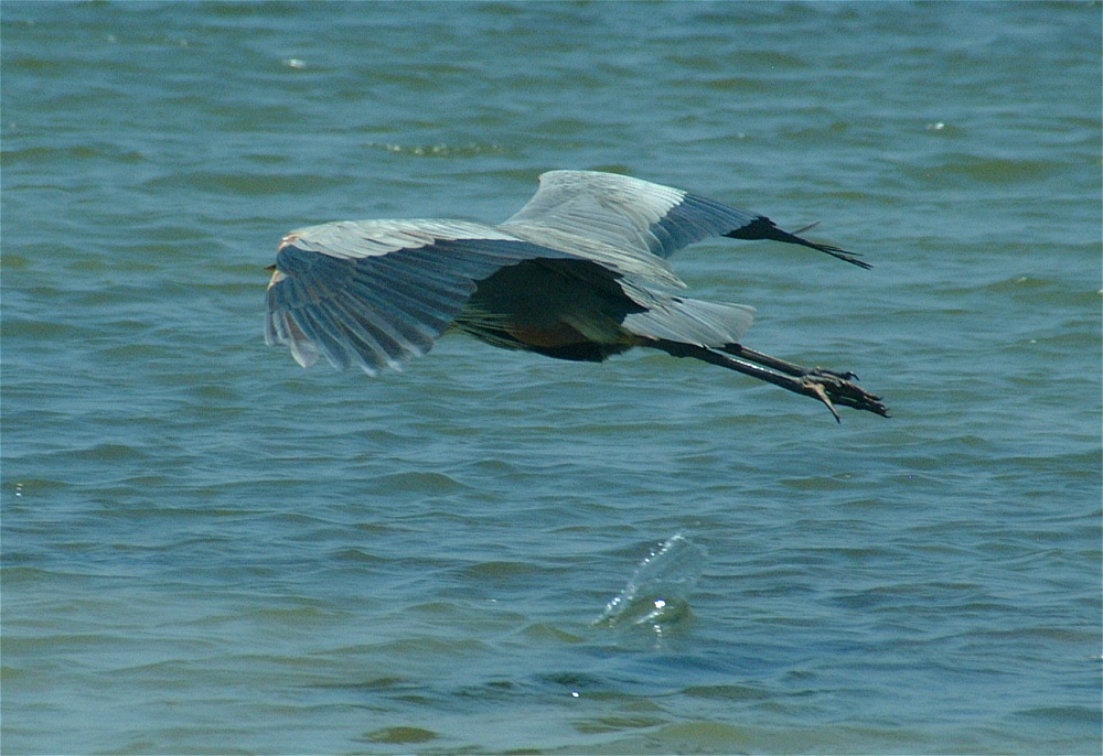 (25) Dscf5288 (great blue heron).jpg   (1000x686)   243 Kb                                    Click to display next picture