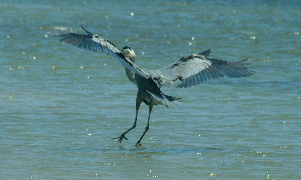 (27) Dscf5290 (great blue heron).jpg   (1000x599)   223 Kb                                    Click to display next picture