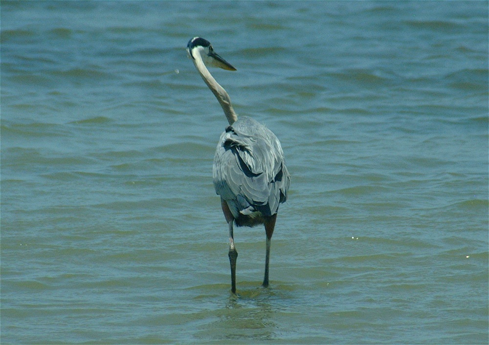 (28) Dscf5292 (great blue heron).jpg   (1000x706)   237 Kb                                    Click to display next picture
