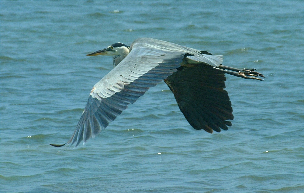 (32) Dscf5298 (great blue heron).jpg   (1000x636)   236 Kb                                    Click to display next picture