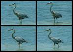 (20) blue heron montage.jpg    (1000x720)    287 KB                              click to see enlarged picture